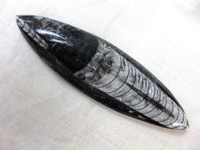 ordovician-morocco-polished-orthoceras-19.jpg | Fossils for Sale