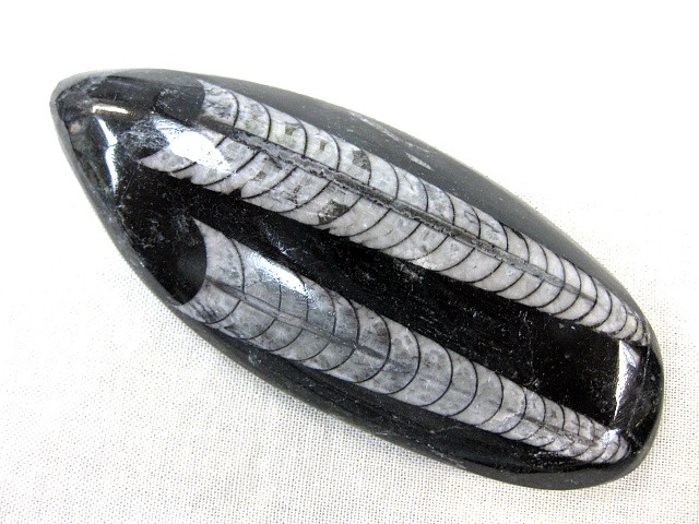 ordovician-morocco-polished-orthoceras-20.jpg | Fossils for Sale