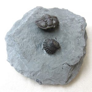 Genuine Ordovician Flexicalymene R Trilobite #14 For Sale From Ohio