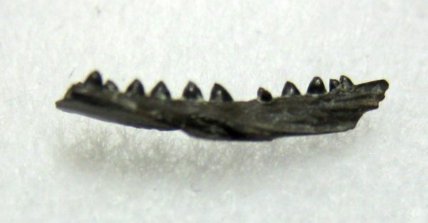 Genuine Permian Age Cardiocephalus Amphibian Jaw Fossil From For Oklahoma For Sale #10b