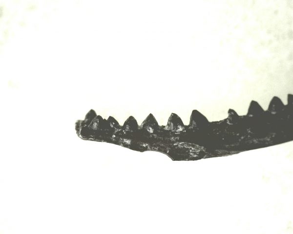 Genuine Permian Age Cardiocephalus Amphibian Jaw Fossil From For Oklahoma For Sale #10c