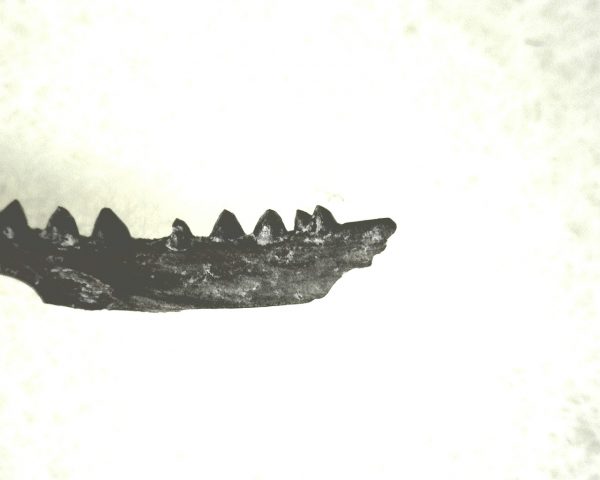 Genuine Permian Age Cardiocephalus Amphibian Jaw Fossil From For Oklahoma For Sale #10d