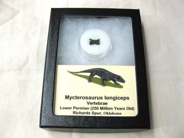Mycterosaurus longiceps Vertebrae #12