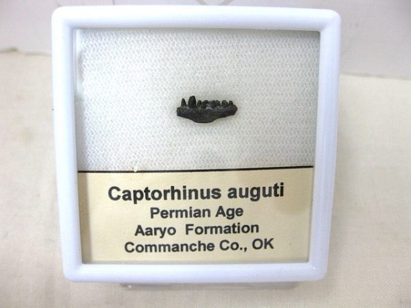 Captorhinus auguti Jaw #5