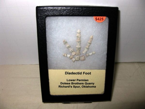 Genuine Permian Age Diadectid Amphibian Foot From Oklahoma For Sale #1