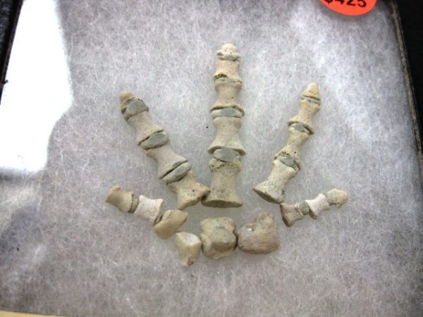 Genuine Permian Age Diadectid Amphibian Foot From Oklahoma For Sale #1a