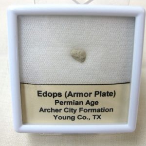 Genuine Fossil Permian Edops Armor Plate from Oklahoma For Sale #1