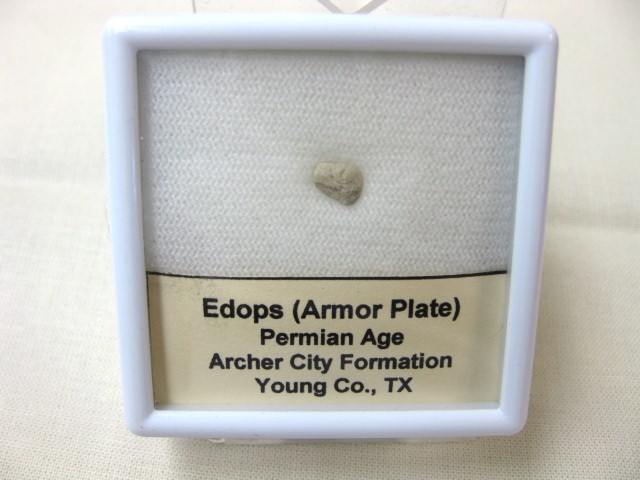 permian-oklahoma-edops-armor-plate-1.jpg | Fossils for Sale Genuine Fossil Permian Edops Armor Plate from Oklahoma For Sale #1