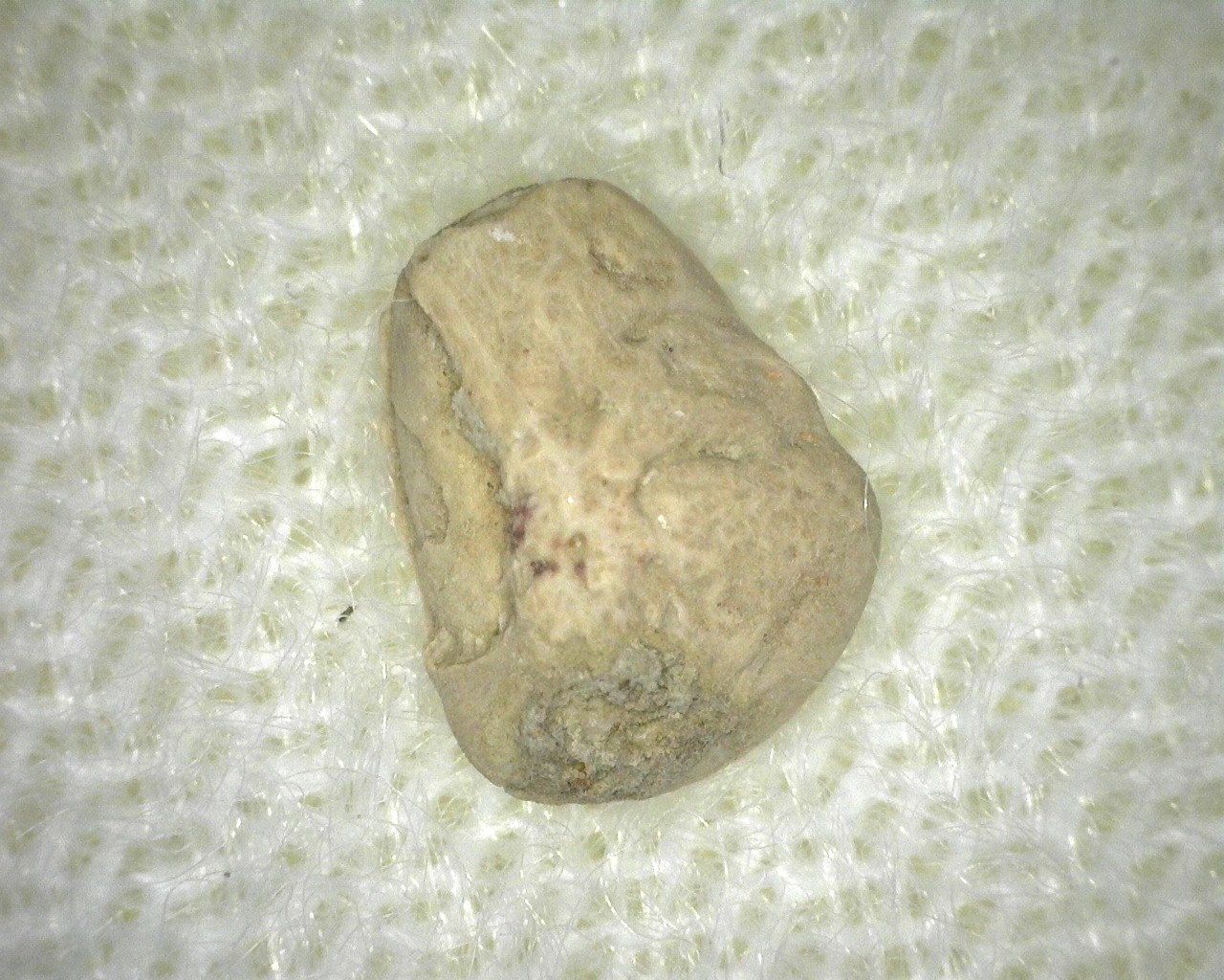 permian-oklahoma-edops-armor-plate-1a.jpg | Fossils for Sale Genuine Fossil Permian Edops Armor Plate from Oklahoma For Sale #1a