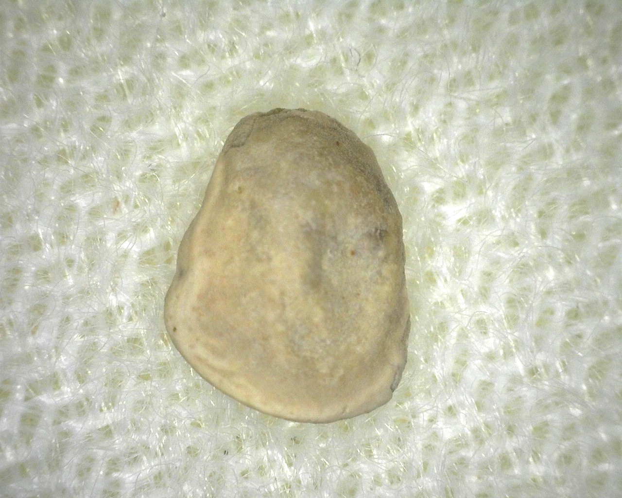 permian-oklahoma-edops-armor-plate-1b.jpg | Fossils for Sale Genuine Fossil Permian Edops Armor Plate from Oklahoma For Sale #1b