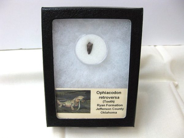 Ophiacodon Reptile Tooth #9
