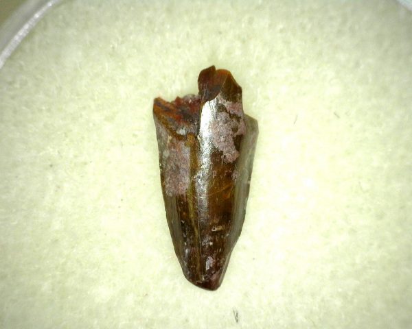 Ophiacodon Reptile Tooth #9 - Image 3