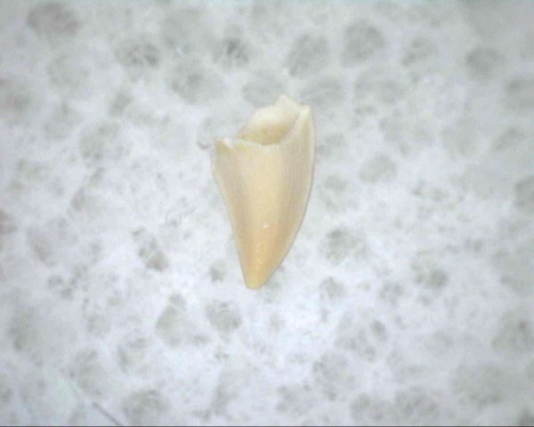 Thrausmosaurus Tooth #19 - Image 3