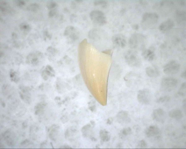 Thrausmosaurus Tooth #19 - Image 2