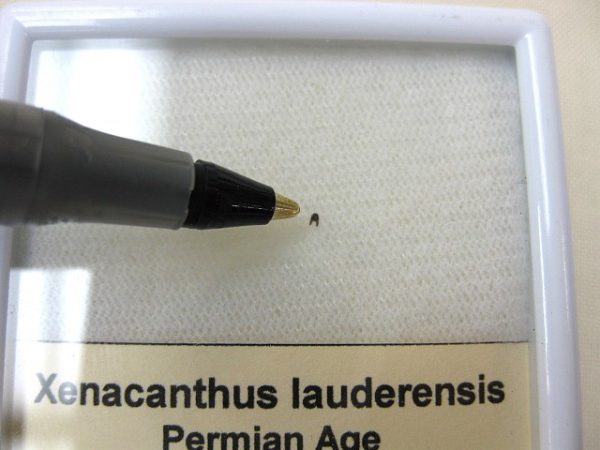 Xenacanthus Permian Shark Tooth #2 - Image 2