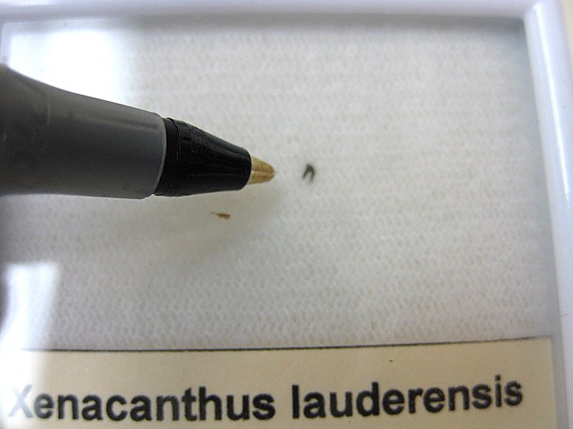 permian-oklahoma-xenacanthus-shark-tooth-4a.jpg | Fossils for Sale