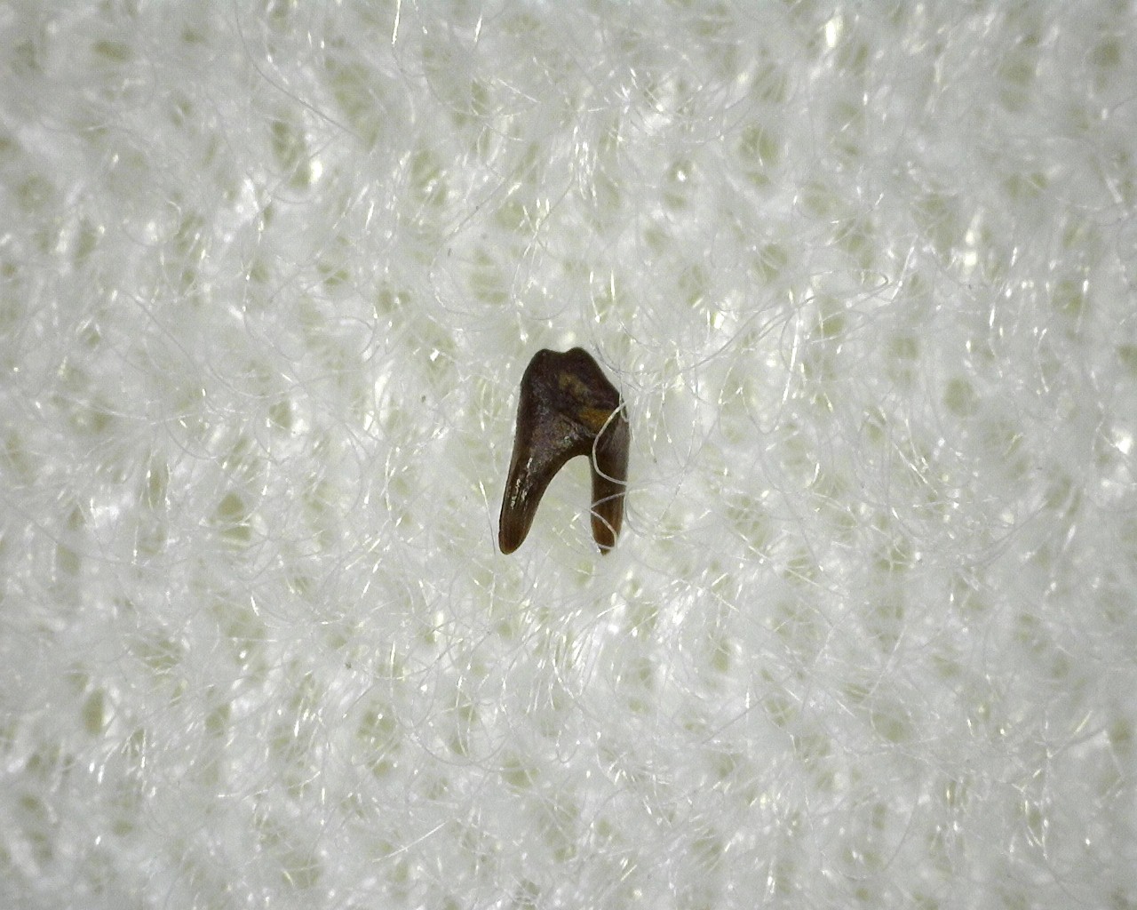 permian-oklahoma-xenacanthus-shark-tooth-4b.jpg | Fossils for Sale