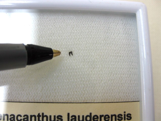 permian-oklahoma-xenacanthus-shark-tooth-5a.jpg | Fossils for Sale