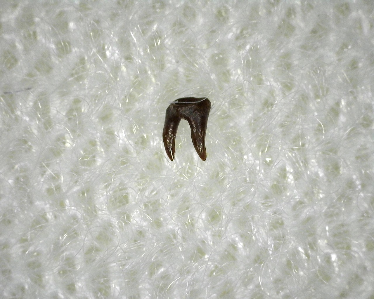 permian-oklahoma-xenacanthus-shark-tooth-5b.jpg | Fossils for Sale
