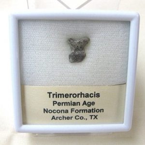 Genuine Fossil Trimerorhacis Amphibian Bone from Texas for Sale #1