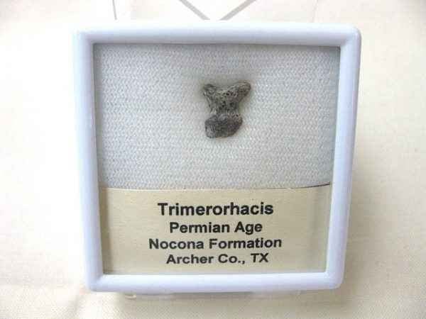 Genuine Fossil Trimerorhacis Amphibian Bone from Texas for Sale #1