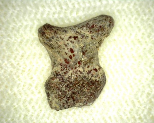 Genuine Fossil Trimerorhacis Amphibian Bone from Texas for Sale #1a