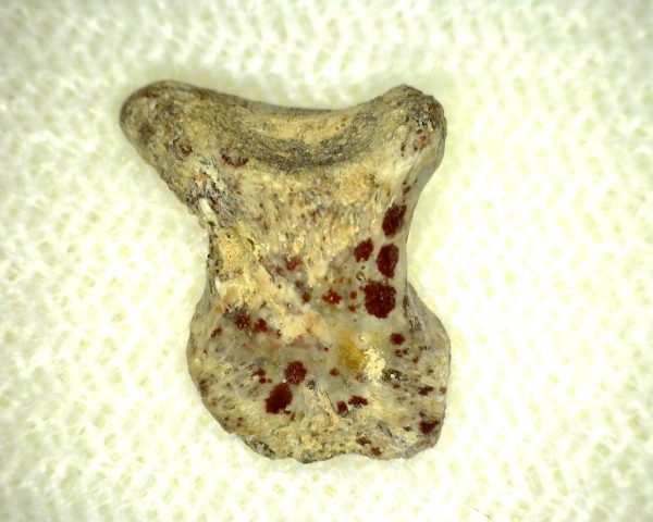 Genuine Fossil Trimerorhacis Amphibian Bone from Texas for Sale #1b