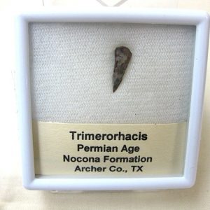 Genuine Fossil Trimerorhacis Amphibian Bone from Texas for Sale #1