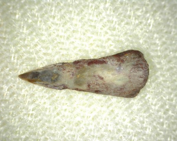 Genuine Fossil Trimerorhacis Amphibian Bone from Texas for Sale #1a