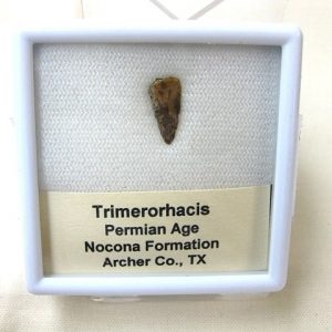 Genuine Fossil Trimerorhacis Amphibian Bone from Texas for Sale #2