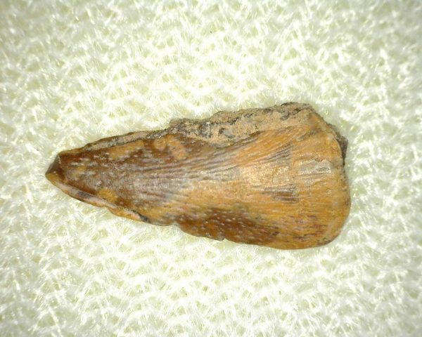 Genuine Fossil Trimerorhacis Amphibian Bone from Texas for Sale #2a