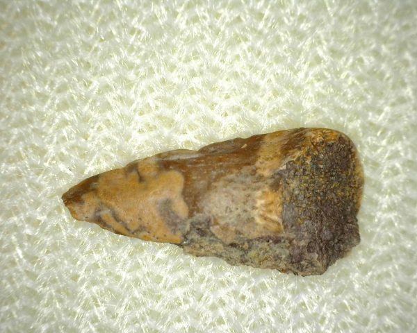 Genuine Fossil Trimerorhacis Amphibian Bone from Texas for Sale #2b