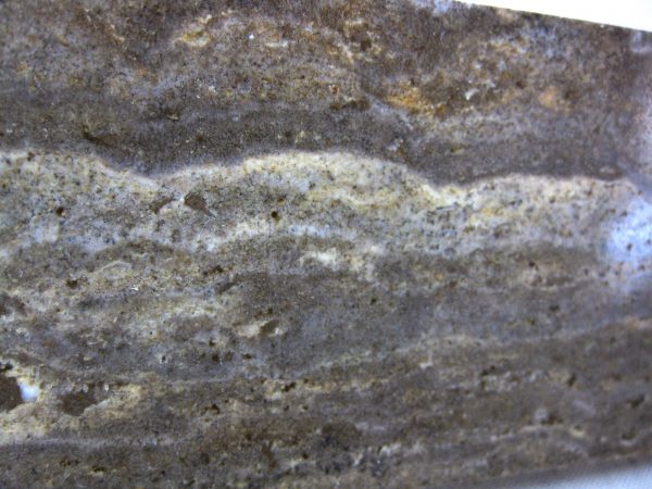 Peru Stromatolite #26 - Image 2