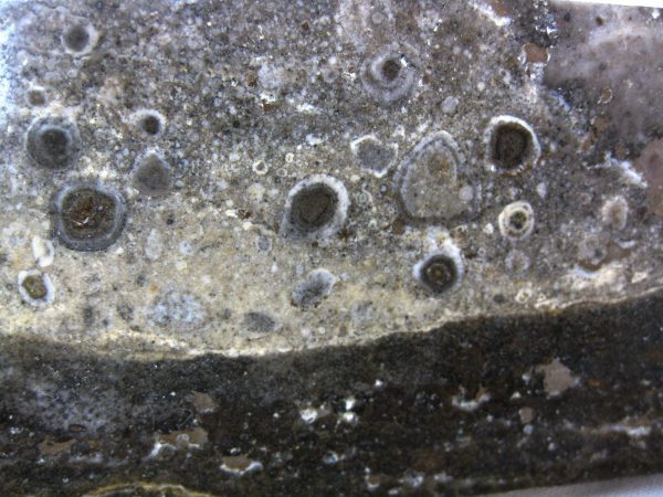 Peru Stromatolite #29 - Image 2