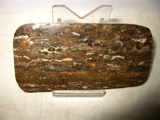 peru-pliocene-to-pleistocene-stromatolite-18.jpg | Fossils for Sale