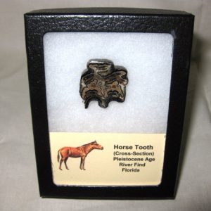 Genuine Pleistocene Age Horse Tooth Fossil for Sale From Florida #7