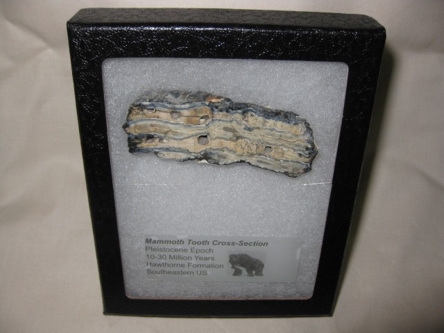 pleistocene-age-mammoth-tooth-large-section-20.jpg | Fossils for Sale