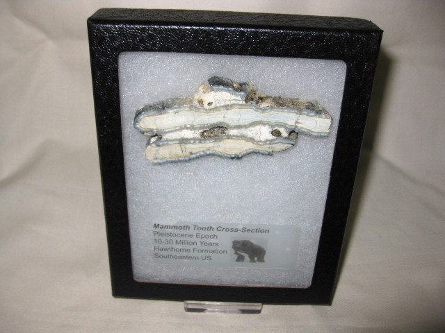 pleistocene-age-mammoth-tooth-large-section-4.jpg | Fossils for Sale