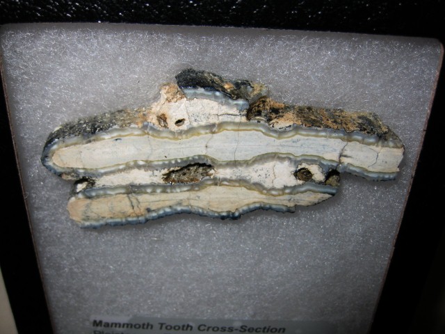 pleistocene-age-mammoth-tooth-large-section-4a.jpg | Fossils for Sale