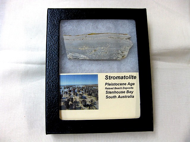 pleistocene-australia-stromatolites-3.jpg | Fossils for Sale