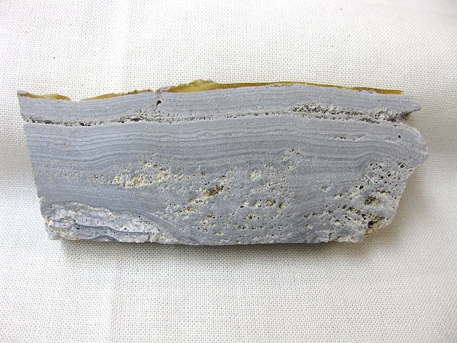 pleistocene-australia-stromatolites-3a.jpg | Fossils for Sale