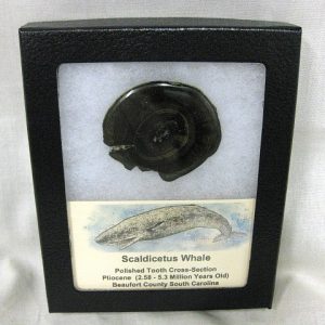 Genuine Pliocene Scaldicetus Whale Tooth For Sale #5