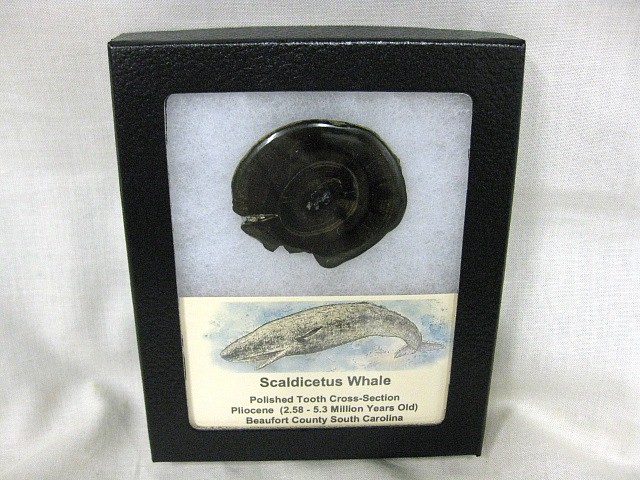 pliocene-scaldicetus-whale-tooth-5.jpg | Fossils for Sale Genuine Pliocene Scaldicetus Whale Tooth For Sale #5