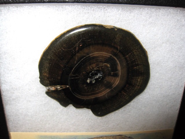 pliocene-scaldicetus-whale-tooth-5a.jpg | Fossils for Sale Genuine Pliocene Scaldicetus Whale Tooth For Sale #5a