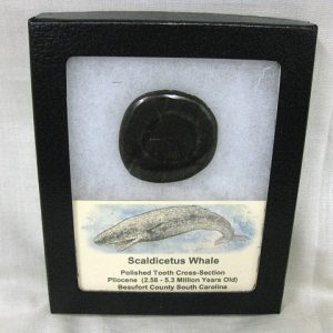 Genuine Pliocene Scaldicetus Whale Tooth For Sale #8