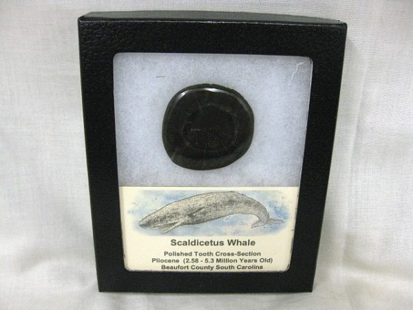 Genuine Pliocene Scaldicetus Whale Tooth For Sale #8