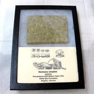 Genuine Precambrian Age Nemiana simplex Jellyfish Fossil for Sale from Ukraina #12a