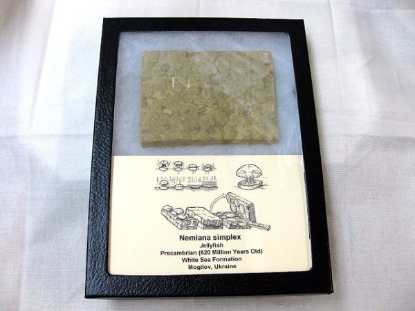 Genuine Precambrian Age Nemiana simplex Jellyfish Fossil for Sale from Ukraina #12a