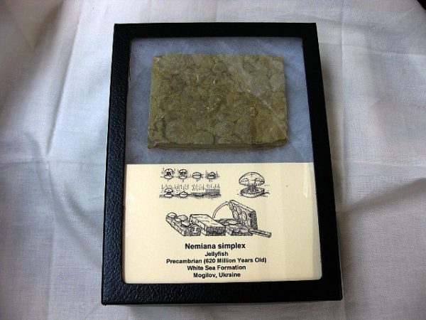 Genuine Precambrian Age Nemiana simplex Jellyfish Fossil for Sale from Ukraina #13