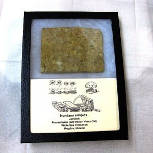 Genuine Precambrian Age Nemiana simplex Jellyfish Fossil for Sale from Ukraina #14a